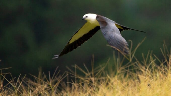 The Coolest Birds: Swallow-tailed Kites