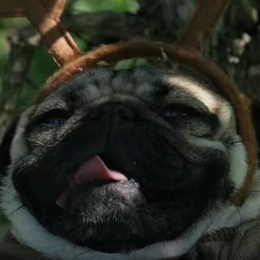 See Doug the Pug Reenact Old Fall Out Boy Videos in New FOB Video