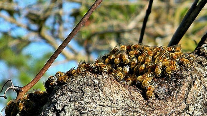 All Abuzz About Bees
