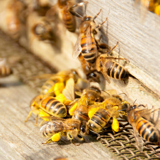 All Abuzz About Bees