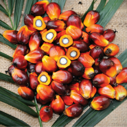 What’s Up With That Food? Red Palm Oil