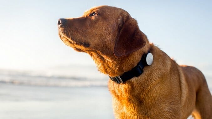 5 Gadgets to Help Your Pet Get Fit