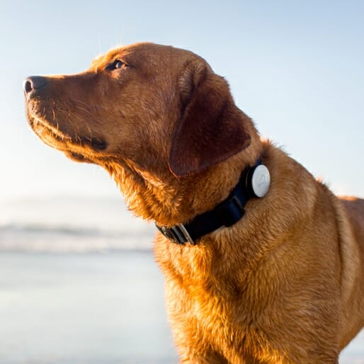 5 Gadgets to Help Your Pet Get Fit