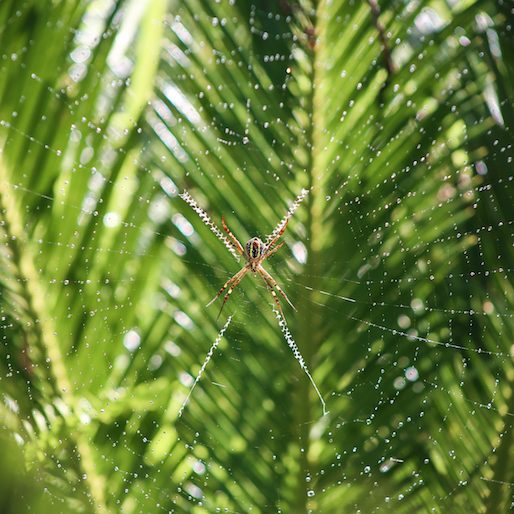 A Spider vs. Gecko Battle Showed Me the True Heart of Belize