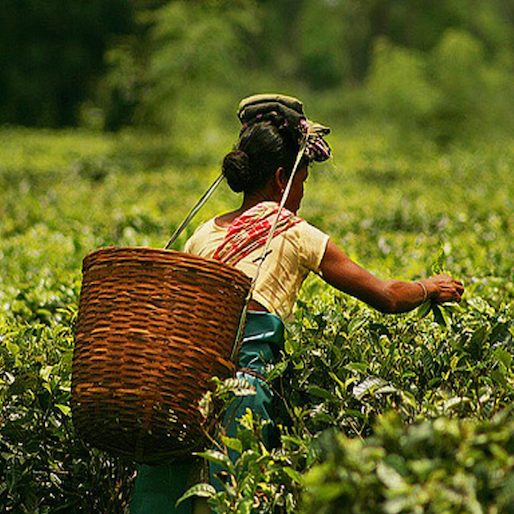 The Future of India's Tea Looks Good