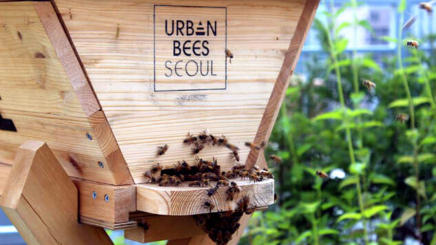 Urban Bees Seoul Lures More Believers With Honey