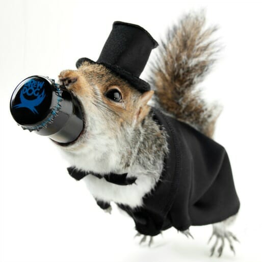 Brewdog Plans To Bottle a 55% Beer in a Taxidermy Squirrel
