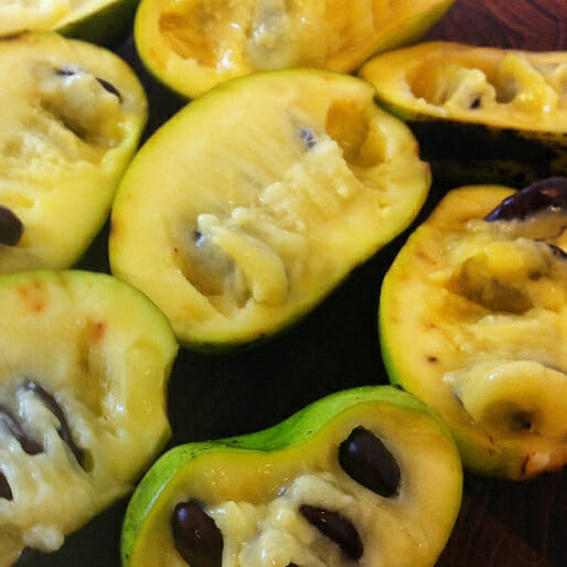 5 Ways to Get Your Pawpaws on This Season