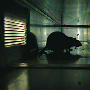 Their First Horror: Morgan Spurlock and Jeremy Chilnick's RATS