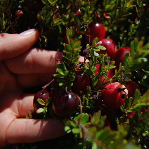 A Day in the Life of the Cranberry Harvest