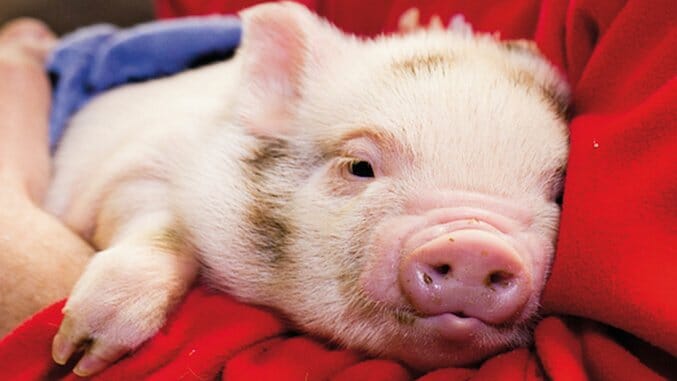 Are “Therapy Pigs” the Newest Airport Addition?