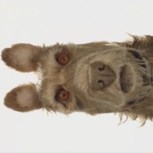 Wes Anderson Announces His Next Animated Film, Isle of Dogs