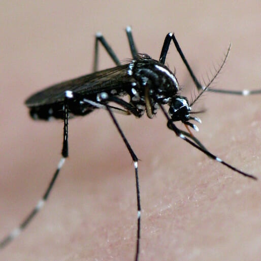 Could El Niño Have Sparked the Zika Epidemic?