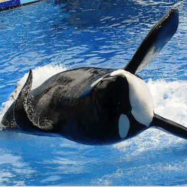SeaWorld Orca and Blackfish Inspiration Tilikum Dies