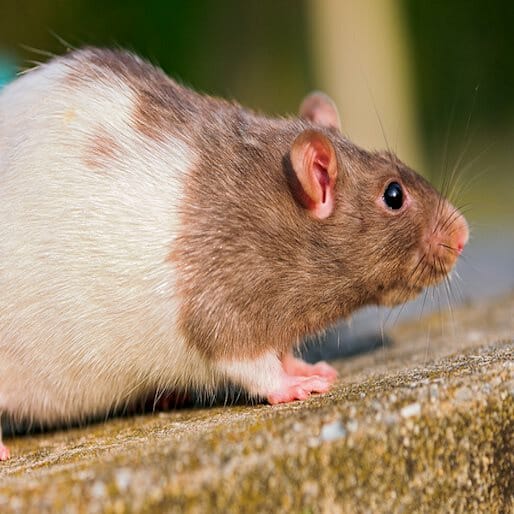 Genetically Engineered Animals Could Control For Diseases