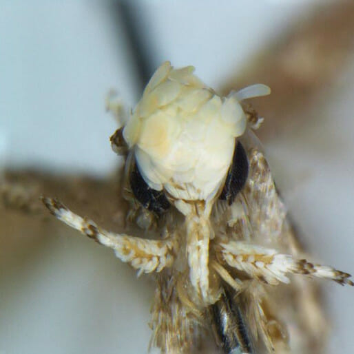 Moth Lookalike Named for Donald Trump