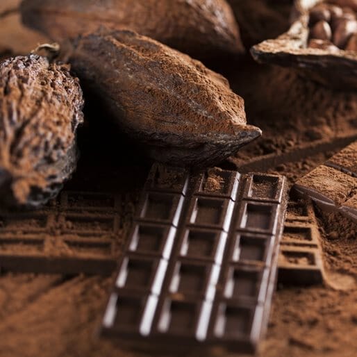 Tales from the Budding Craft Chocolate Industry