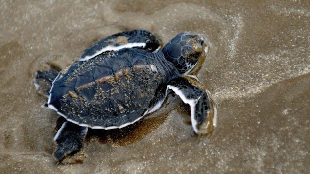 Travelers Can Now Help Save the Sea Turtles
