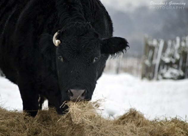 Warming Signs: Corralling Cattle Emissions Could Help Save the Planet
