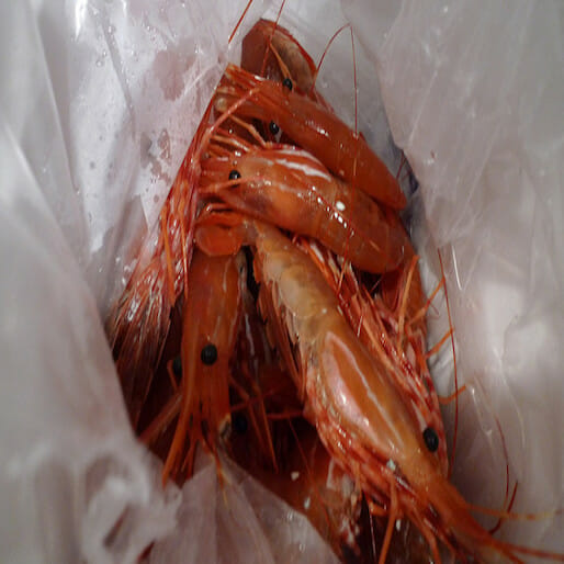 Prawns Join the Fight Against Parasites