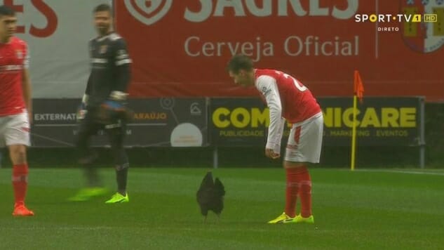 Portuguese Fans Have Been Releasing Chickens Onto The Pitch For Good Luck