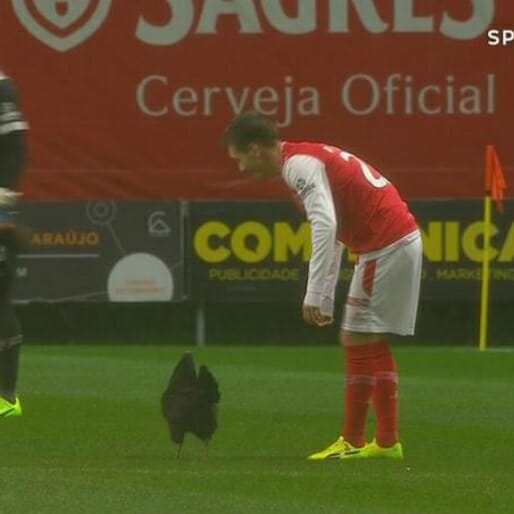 Portuguese Fans Have Been Releasing Chickens Onto The Pitch For Good Luck