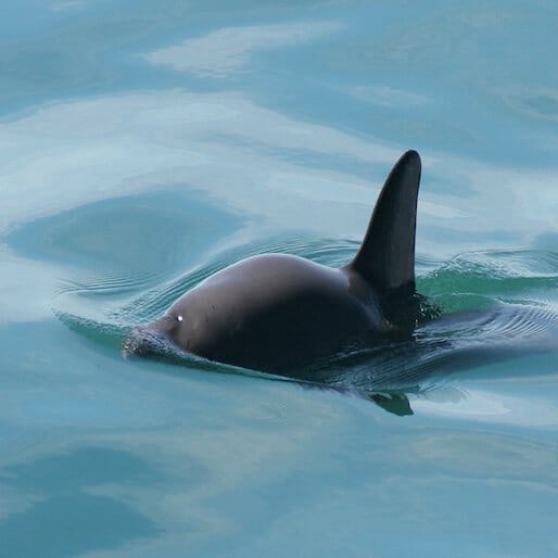 World's Smallest Porpoise Nears Extinction