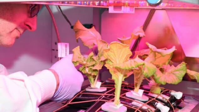 Astronauts on the ISS Have Successfully Grown Cabbage in Space