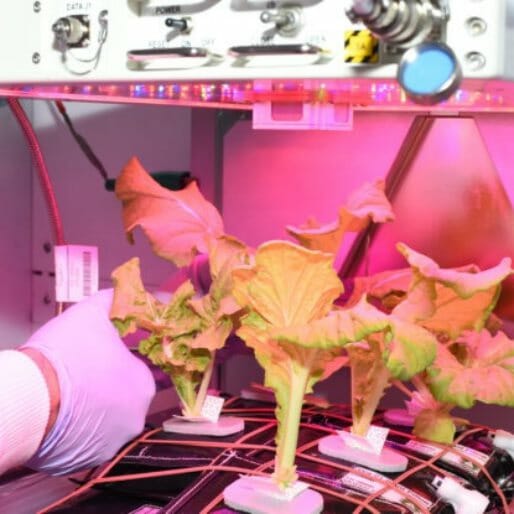 Astronauts on the ISS Have Successfully Grown Cabbage in Space