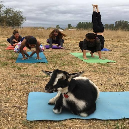 Goat Yoga: A Happy Distraction