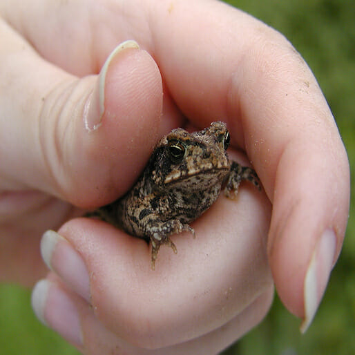 New Frog Species Discovered in India