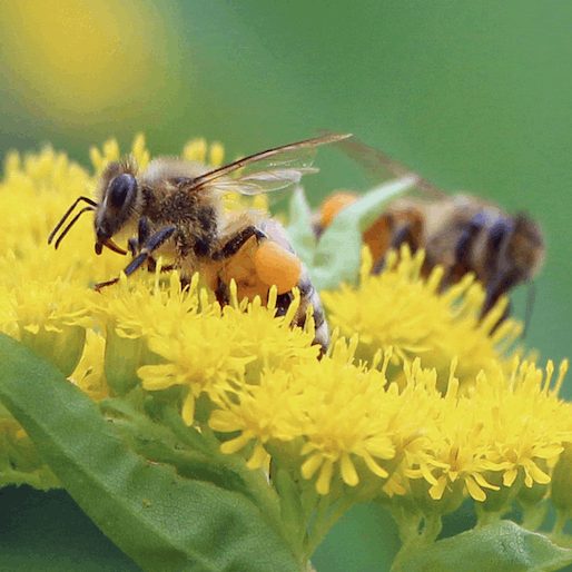 Decoding the Waggle Dance: The Science of How Bees Communicate