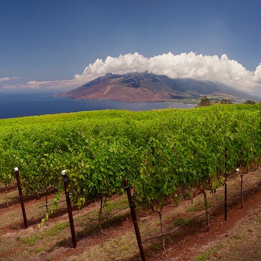 Where to Drink on Maui if You Don't Want to Look Like a Tourist