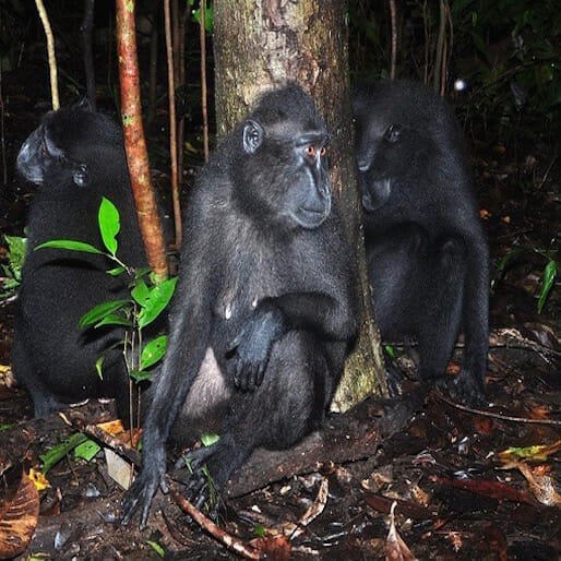 Crested Black Macaque Numbers Threatened