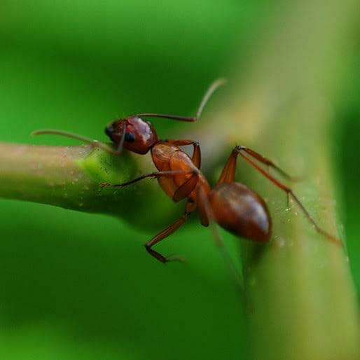 Even Ants Have a Work-Life Balance. Shouldn’t We?
