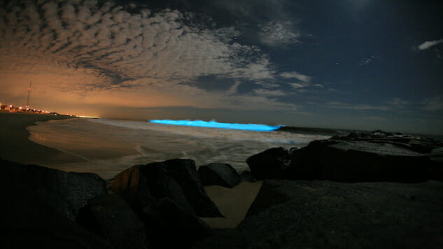 Bioluminescence Touches the Shores of Tasmania - Paste Magazine