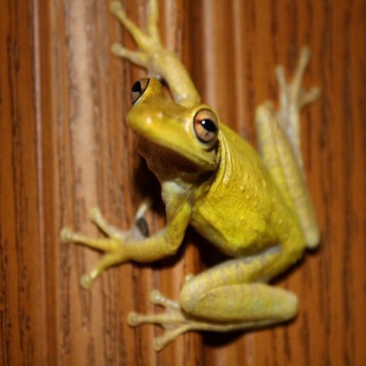 Weird Science: Fluorescent Frogs & Sexy People Are Destined for Divorce