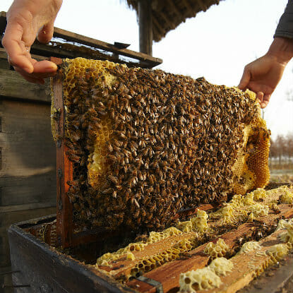 Wild Bees Have An Unlikely Advocate: Hotels