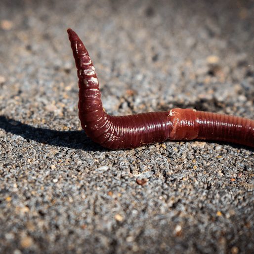Teenage Worms Shine a Light for Rebels Everywhere
