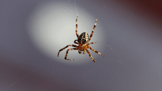 Weird Science: Spiders Could Eat Every Human and Spinach Leaves Become ...