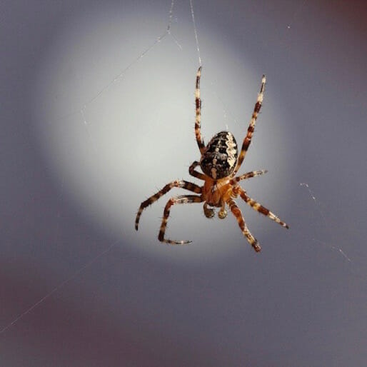 Weird Science: Spiders Could Eat Every Human and Spinach Leaves Become Heart Tissue