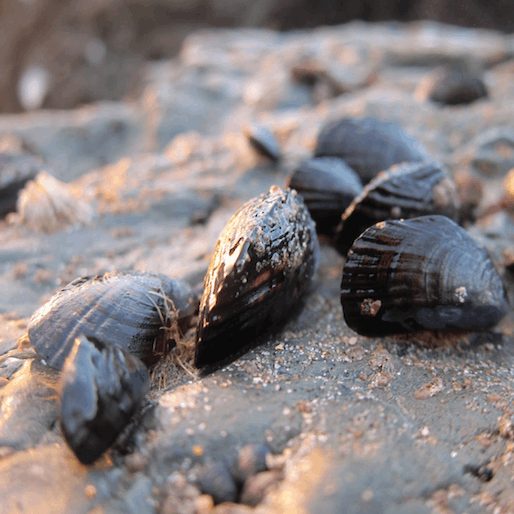 How to Make Beer-Steamed Mussels on the Beach