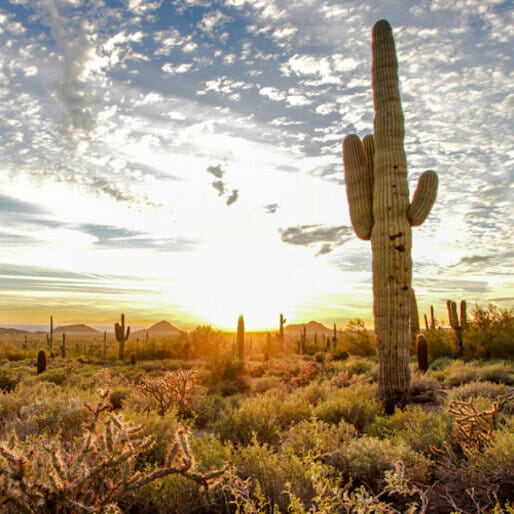 Off The Grid: 5 Reasons to Visit Phoenix's Sunny Wilderness