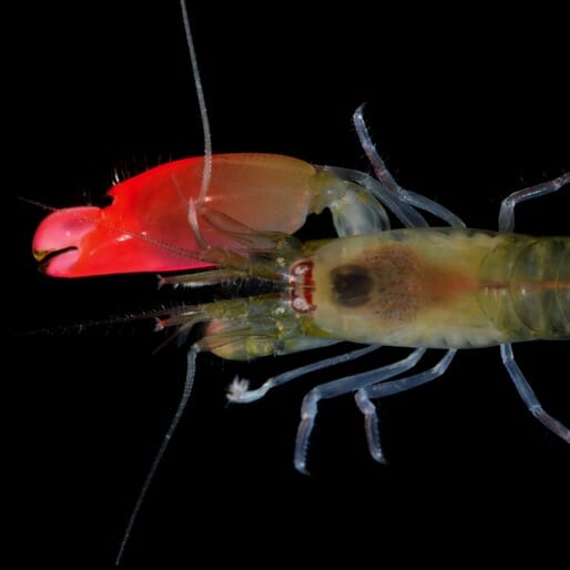 Pink Floyd Shrimp Kills Enemies With 210-Decibel Sound