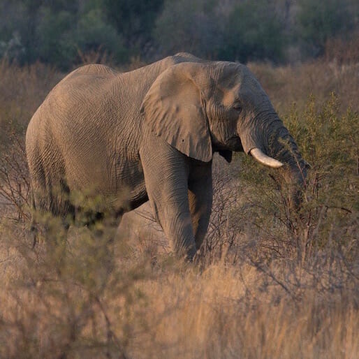 Elephants Contribute to Far-Reaching Seed Distribution
