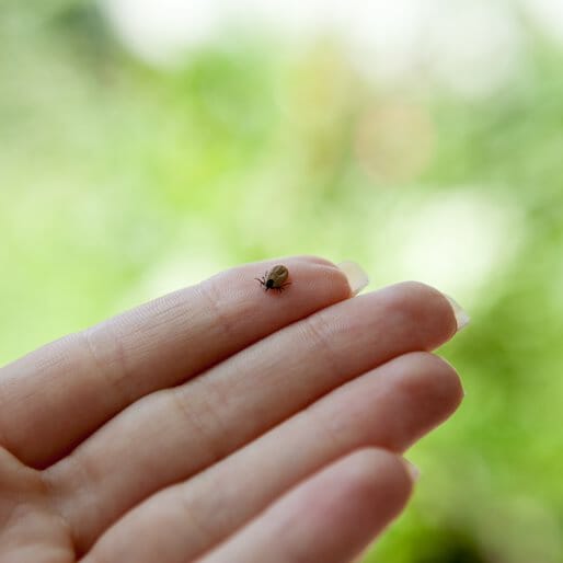 6 Myths About Lyme Disease Debunked