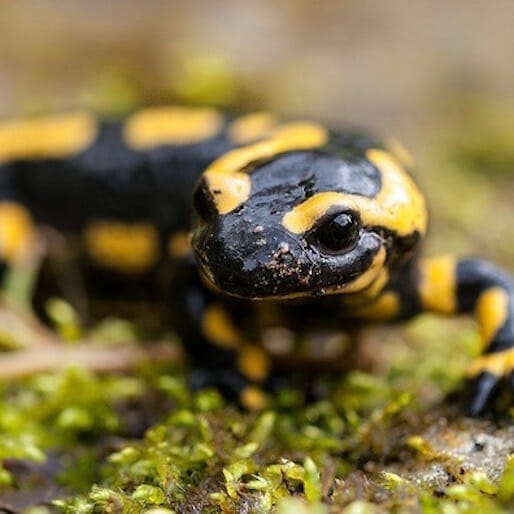 Deadly Fungus Puts Salamanders in Danger