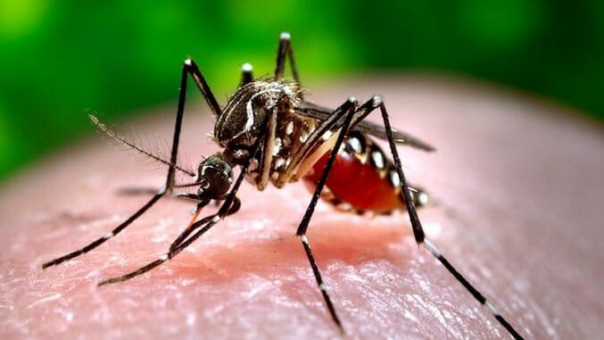 Zika Virus: Brazil Has Officially Ended Its ‘National Emergency’