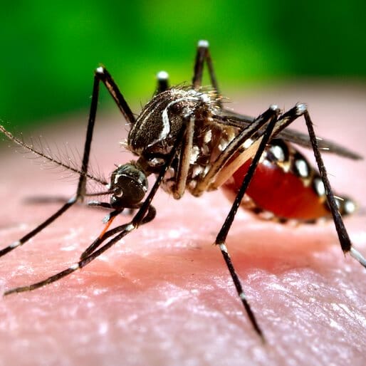 Zika Virus: Brazil Has Officially Ended Its 'National Emergency'