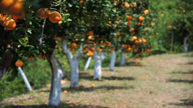 Citrus Farmers Search for Solution to Dying Fruit